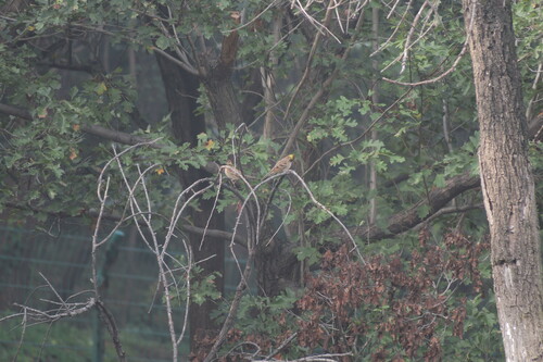Yellow-throated Bunting (Emberiza elegans), photo 9