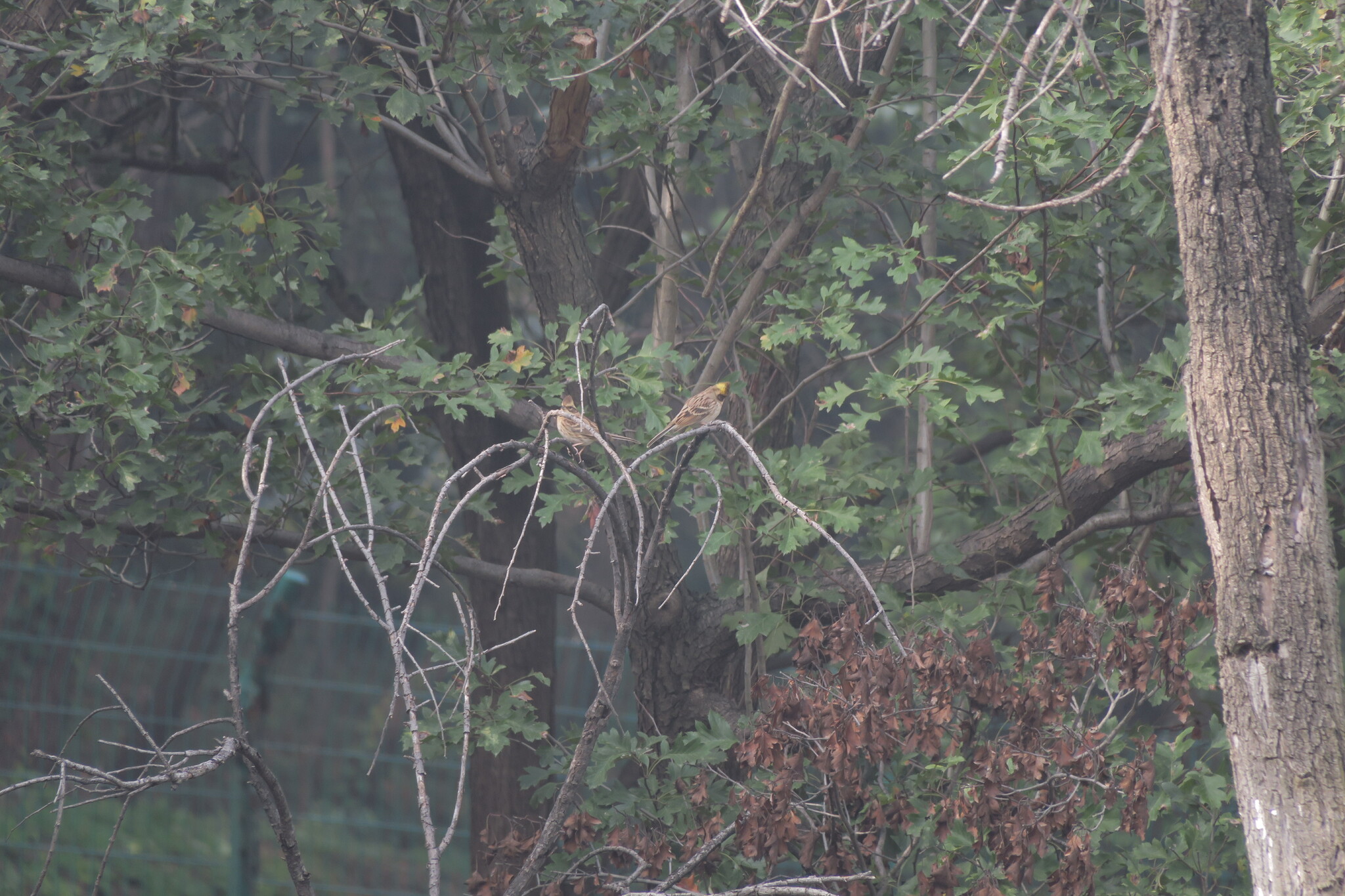 Yellow-throated Bunting