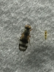 Chaetopsis massyla