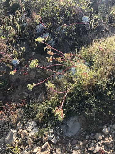 Dudleya candida