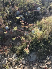 Dudleya candida