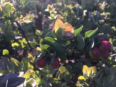 Arctostaphylos luciana