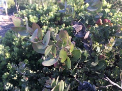 Arctostaphylos luciana