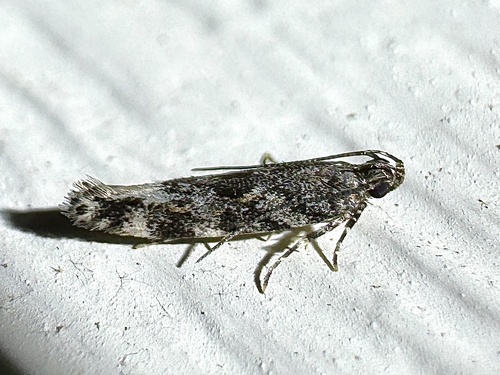 Glauce pectenalaeella photo 3