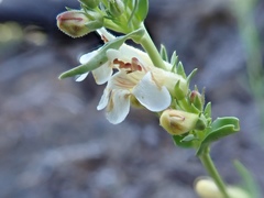 Penstemon deustus