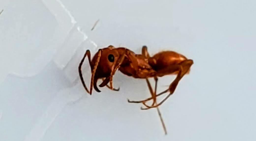 Polyergus breviceps