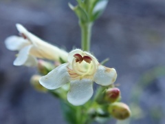 Penstemon deustus