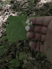 Trillium