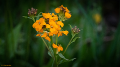 Erysimum × cheiri