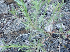Penstemon deustus