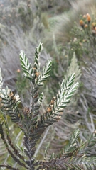 Andicolea thuyoides