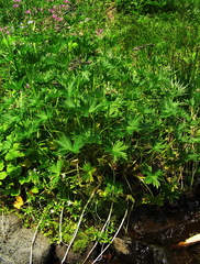 Delphinium brachycentrum