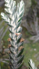 Andicolea thuyoides