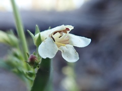 Penstemon deustus