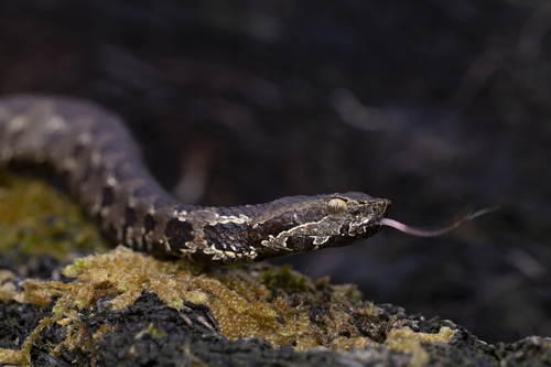 Photo of a Cerro Petlalcala Montane Pitviper (Cerrophidion petlalcalensis)