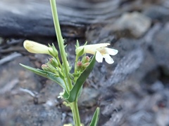 Penstemon deustus