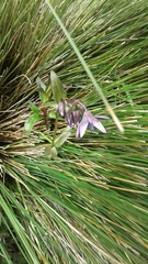 Gentianella rapunculoides