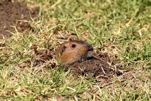 Southern California Pocket Gopher