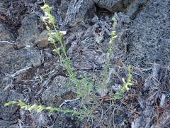 Penstemon deustus
