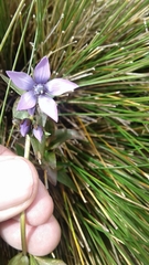 Gentianella rapunculoides