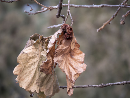 Image of Quercus dentata by (c) Jiao Sun (孙娇), some rights reserved (CC BY)