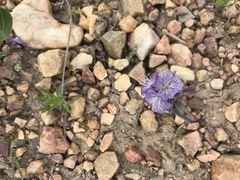 Phacelia exilis