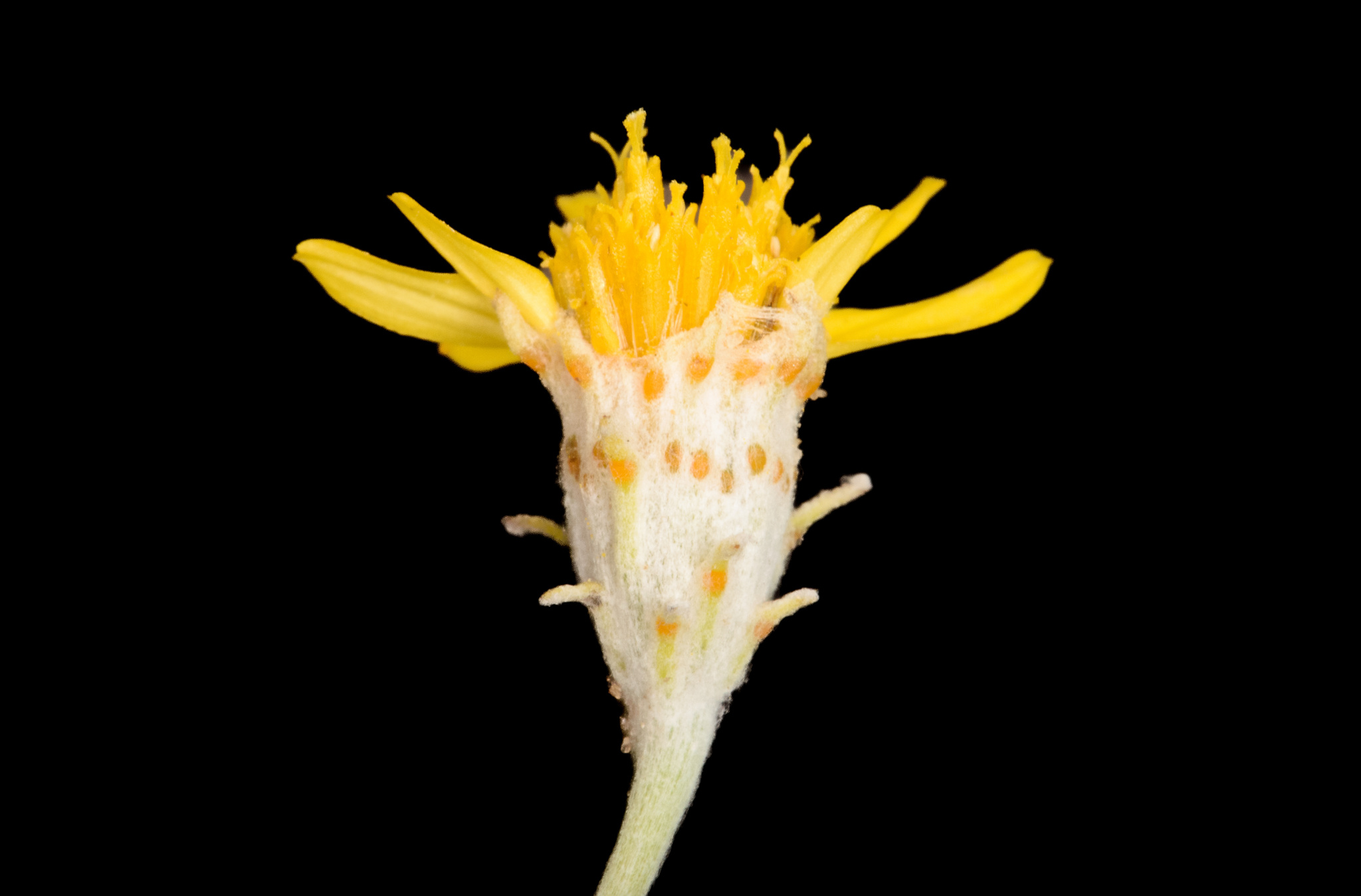 Thymophylla tephroleuca