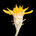 Thymophylla tephroleuca - Photo (c) Aidan Campos, algunos derechos reservados (CC BY-NC), subido por Aidan Campos