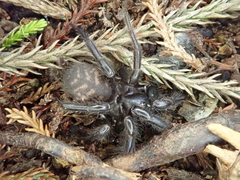 Porrhothele