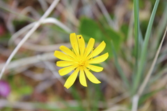 Microseris borealis
