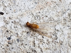 Coptotermes formosanus