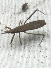 Pygolampis pectoralis