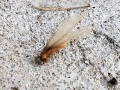 Coptotermes formosanus