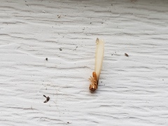 Coptotermes formosanus