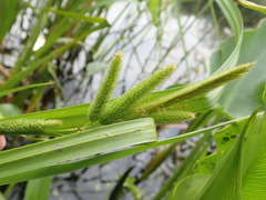 Carex comosa