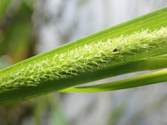Carex comosa