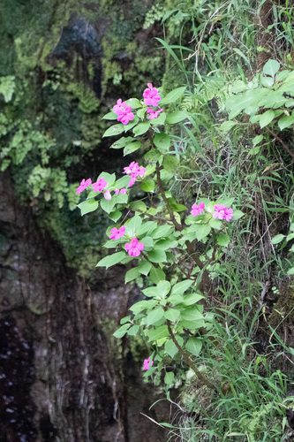 Impatiens walleriana observed 2024-06-18