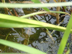 Carex comosa