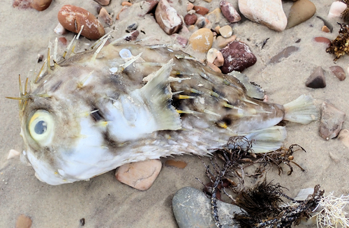 Blow up (Diodon nicthemerus) — Diodontidae — 3