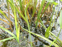 Carex comosa
