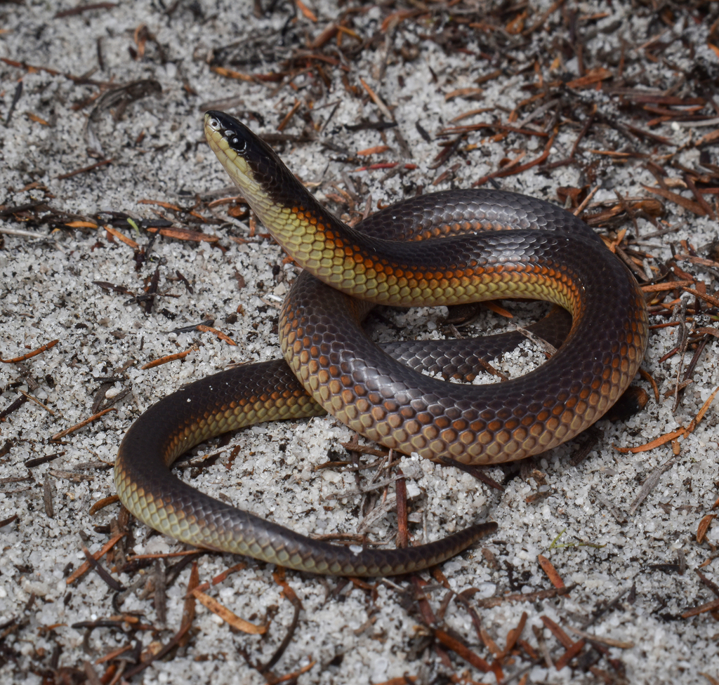 Mallee Black-Backed Snake