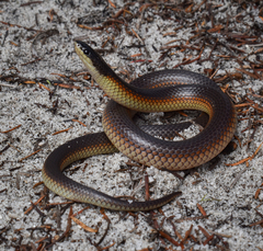 Mallee Black-Backed Snake photo 1