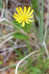Microseris borealis