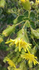 Monticalia arbutifolia