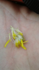 Monticalia arbutifolia