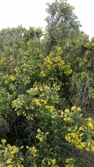 Monticalia arbutifolia