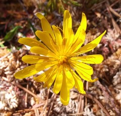 Microseris borealis