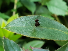 Chrysopilus basilaris