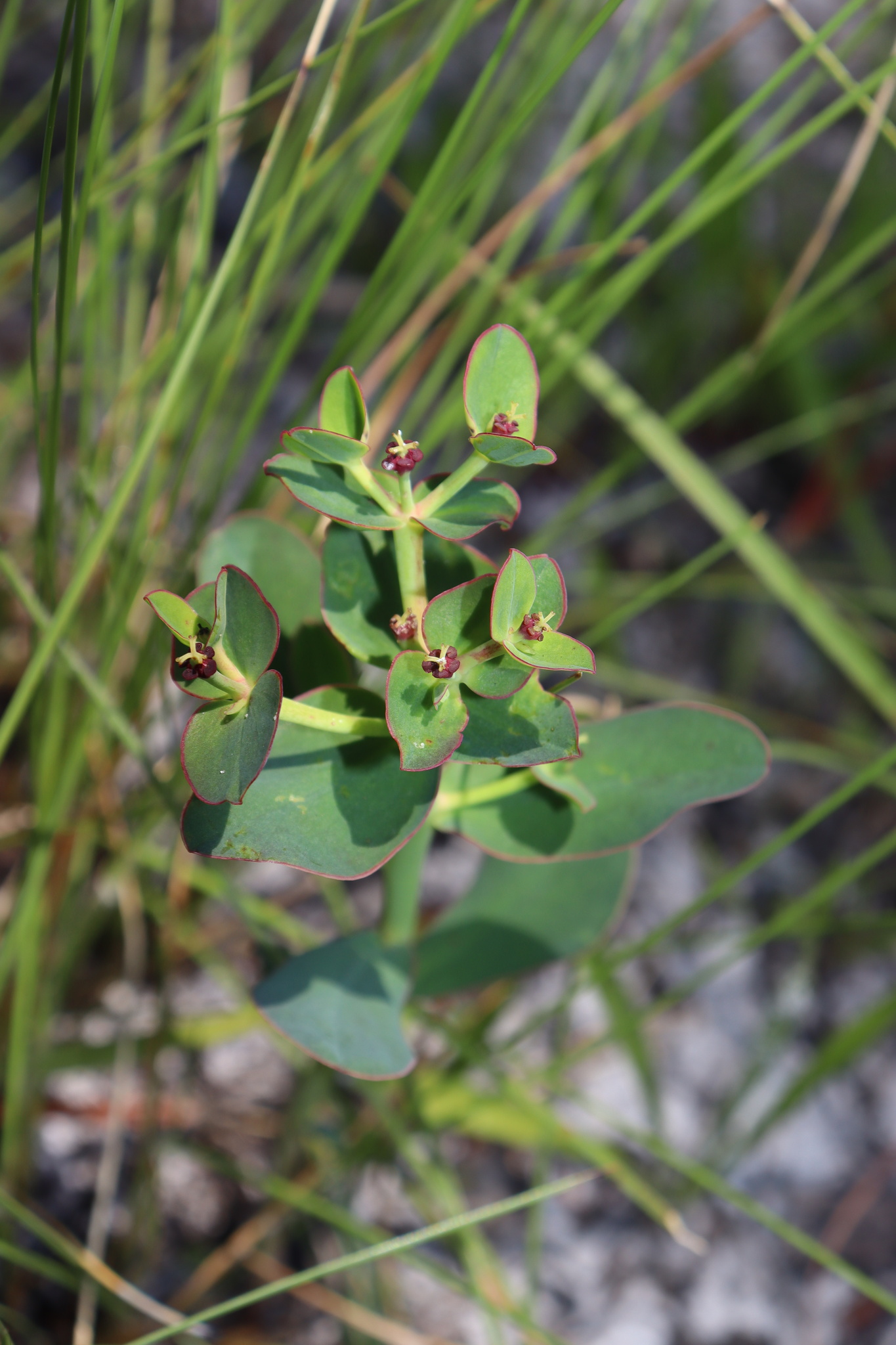 Euphorbia telephioides