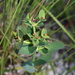 Telephus Spurge - Photo (c) lillybyrd, some rights reserved (CC BY-NC), uploaded by lillybyrd